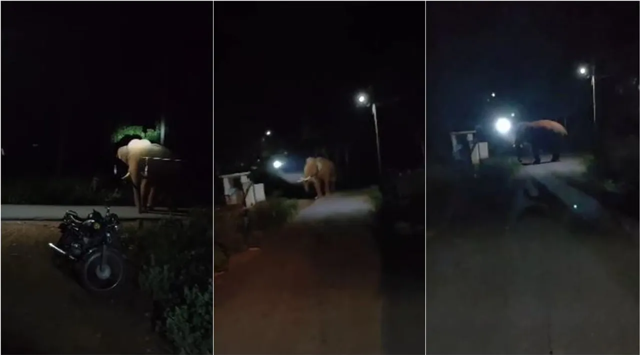 tusker wandering