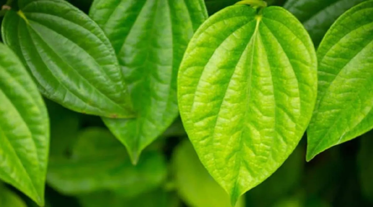 betel