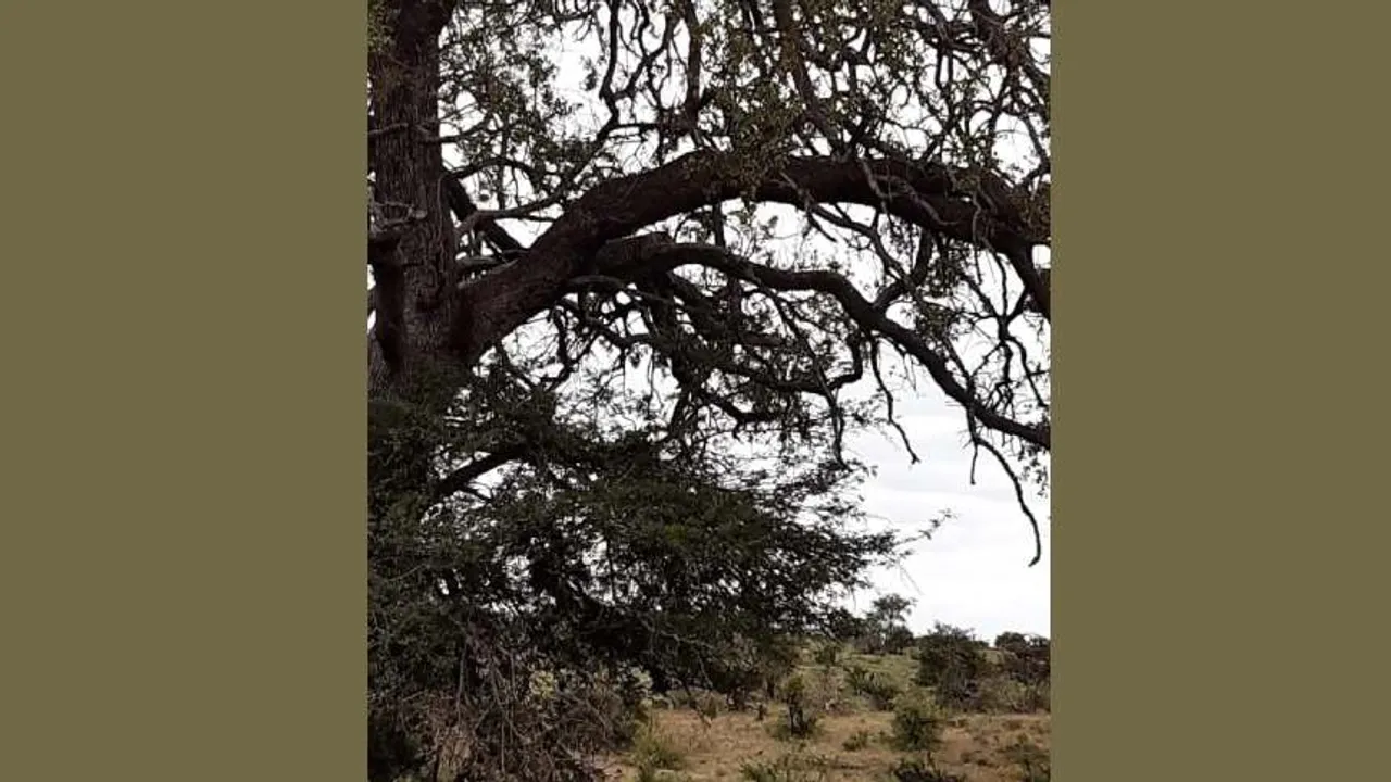 spot the Leopard