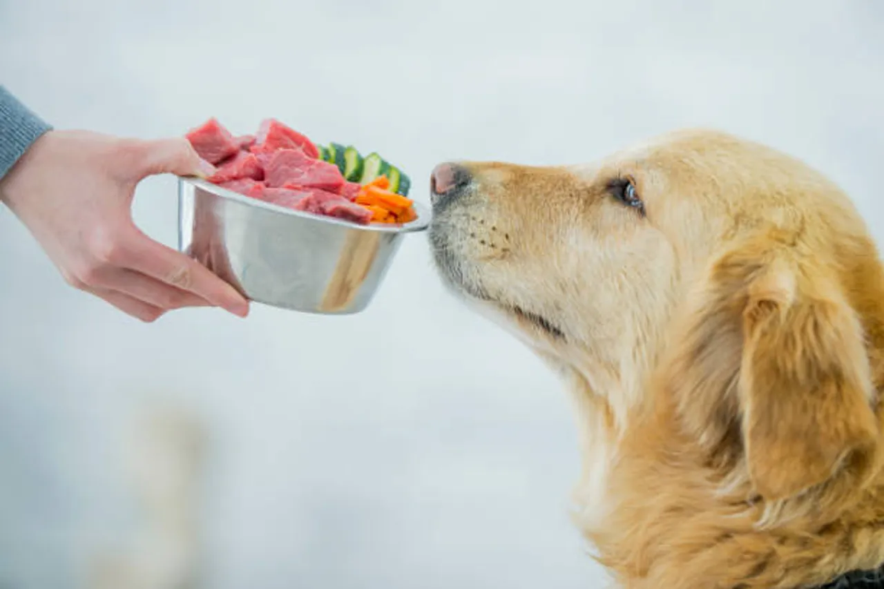 dog food