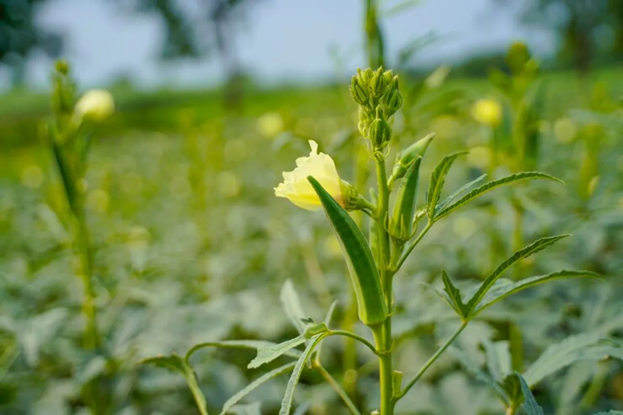 okra