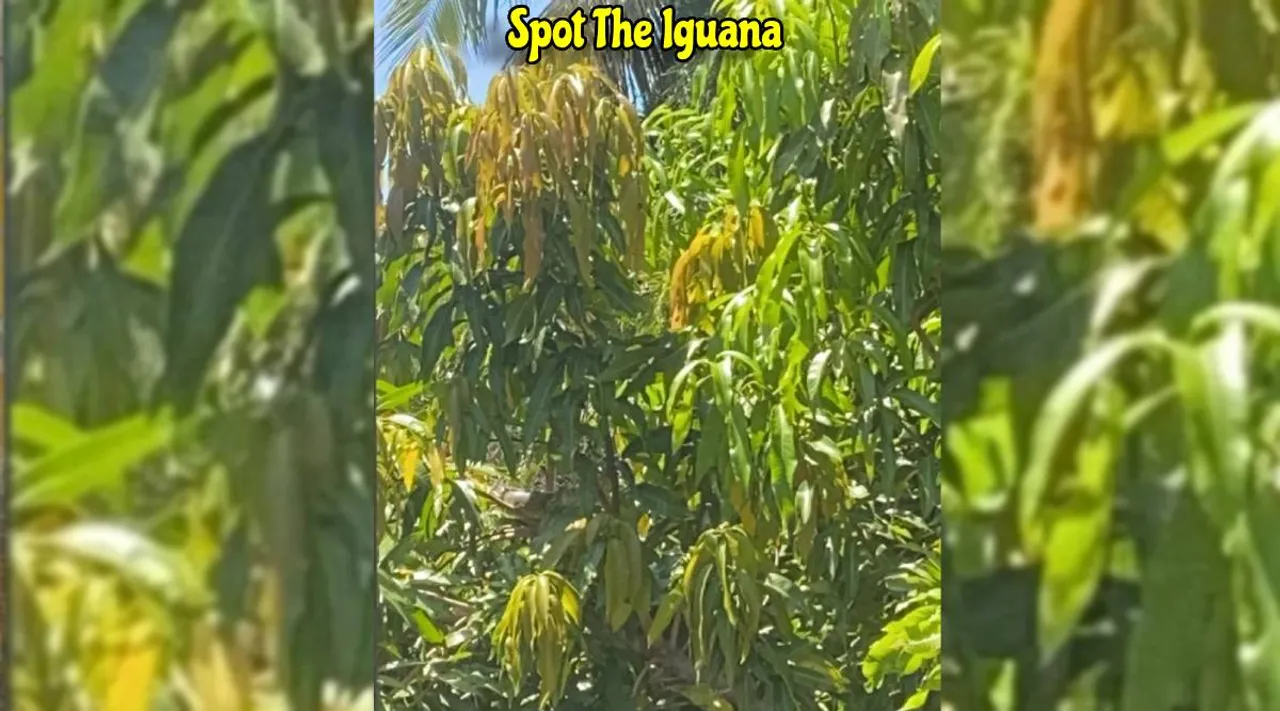 A Iguana I