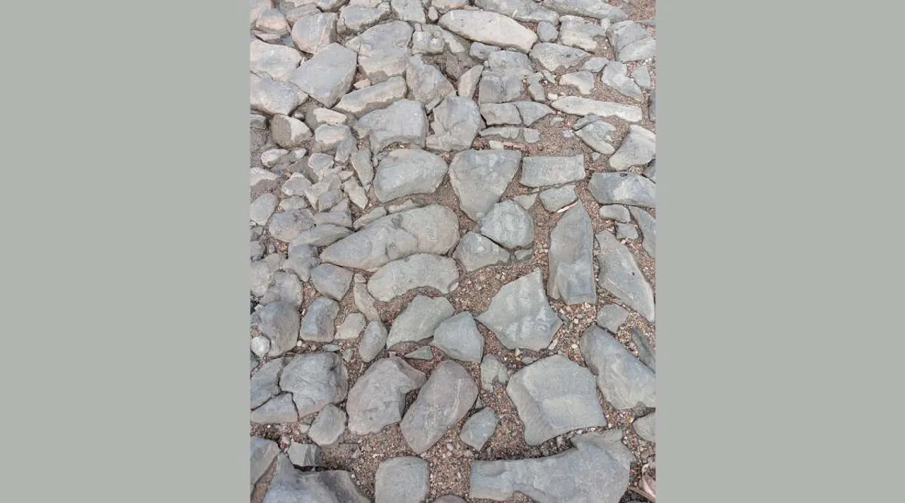 A Snake 1