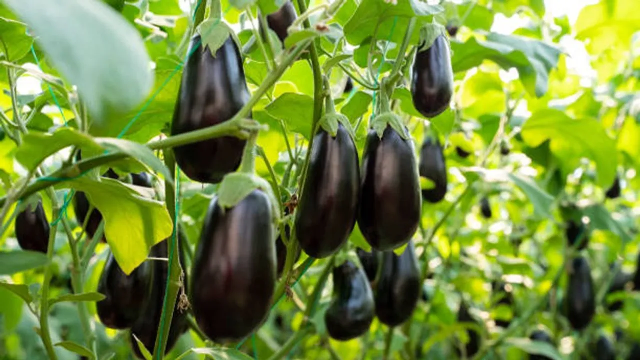 brinjal