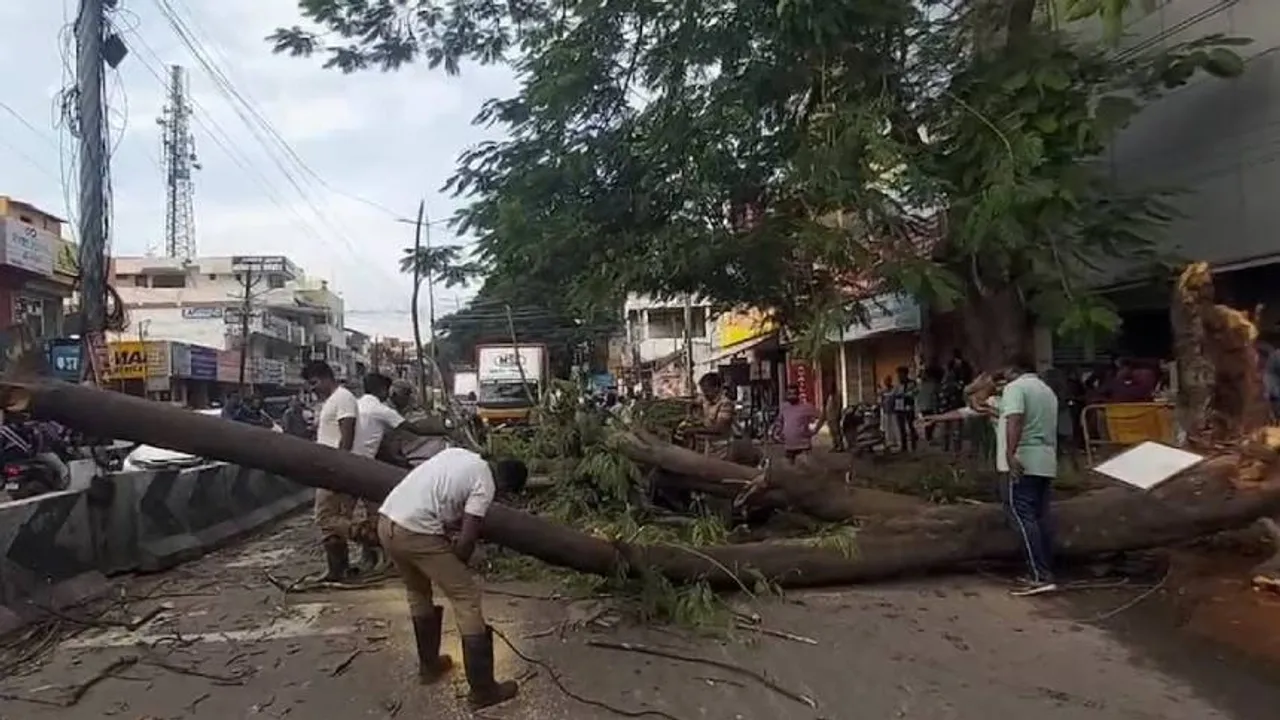 Tree Fell Down 1