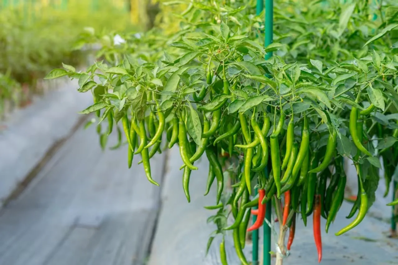 green chilies.