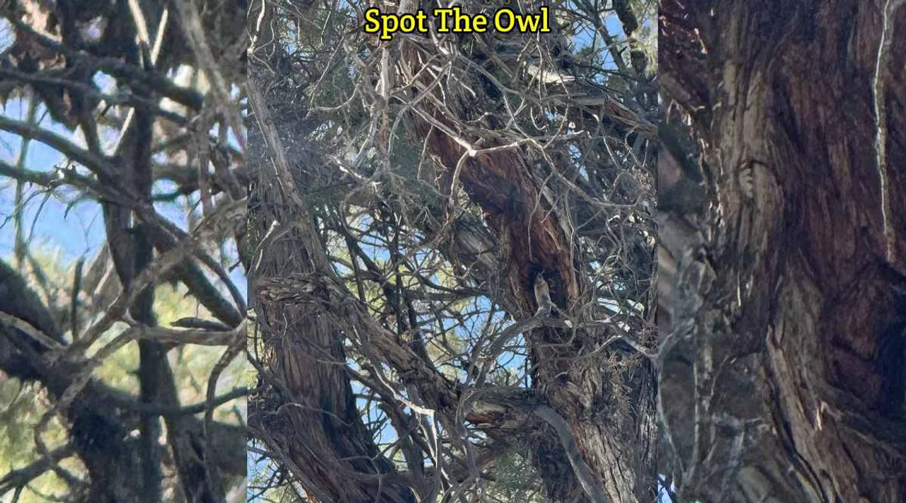 A Owl 1 