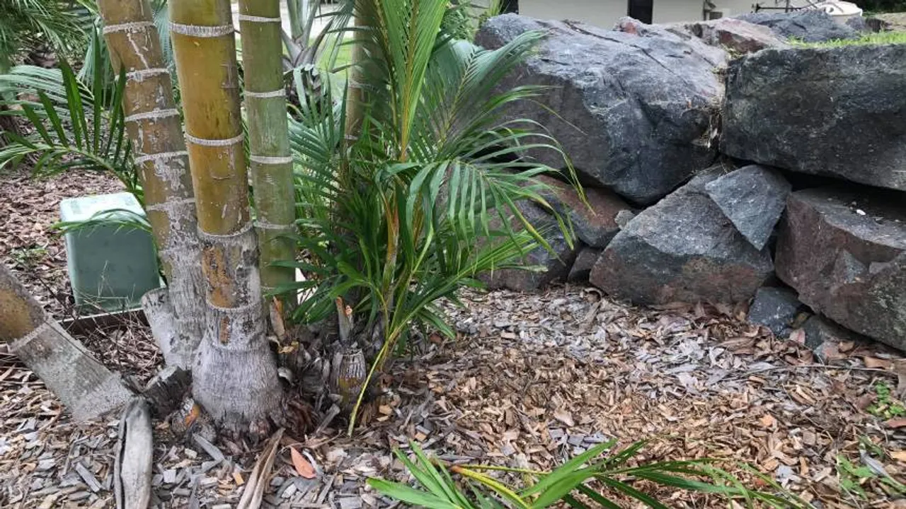 spot the python 1