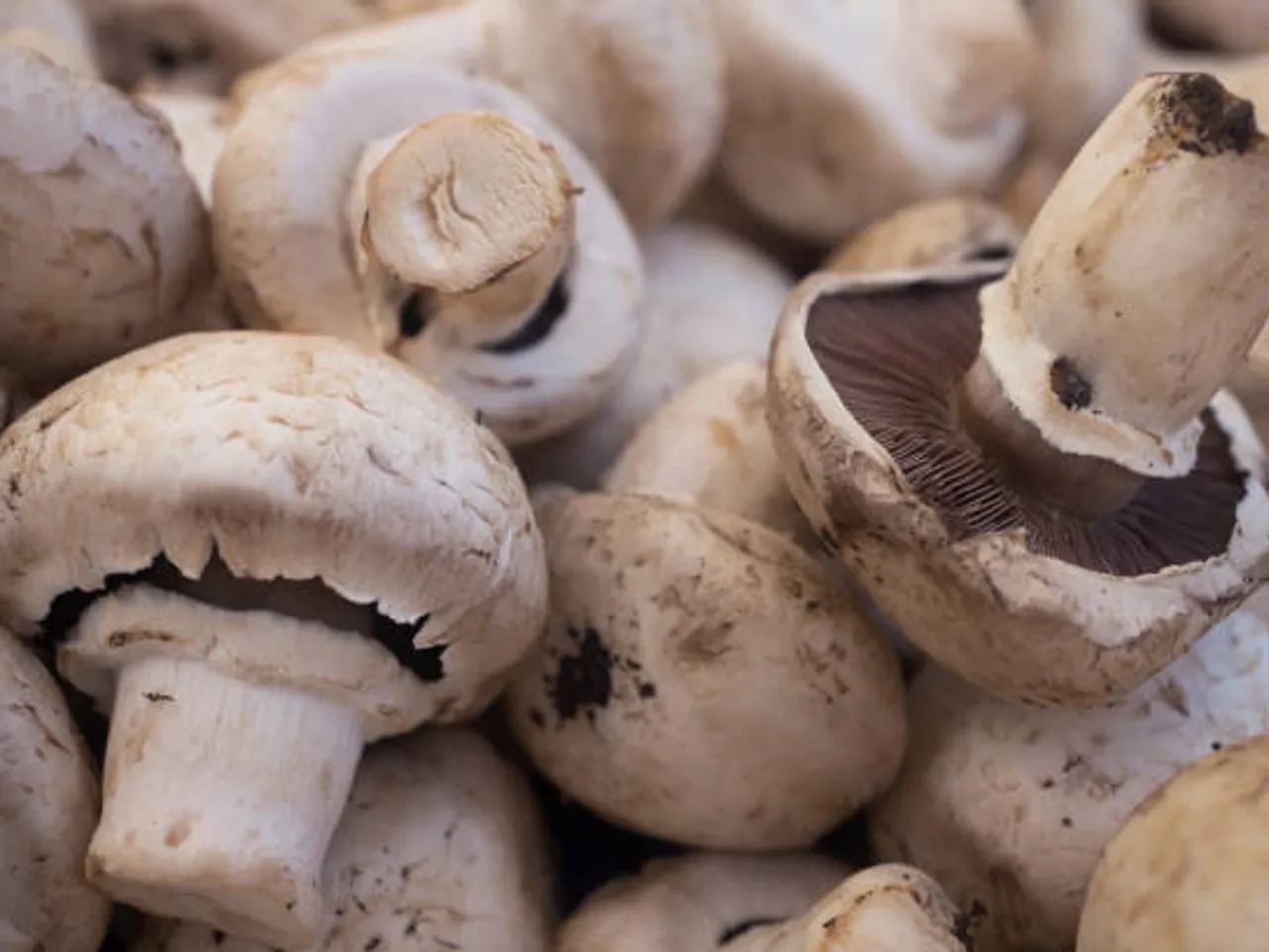 mushrooms