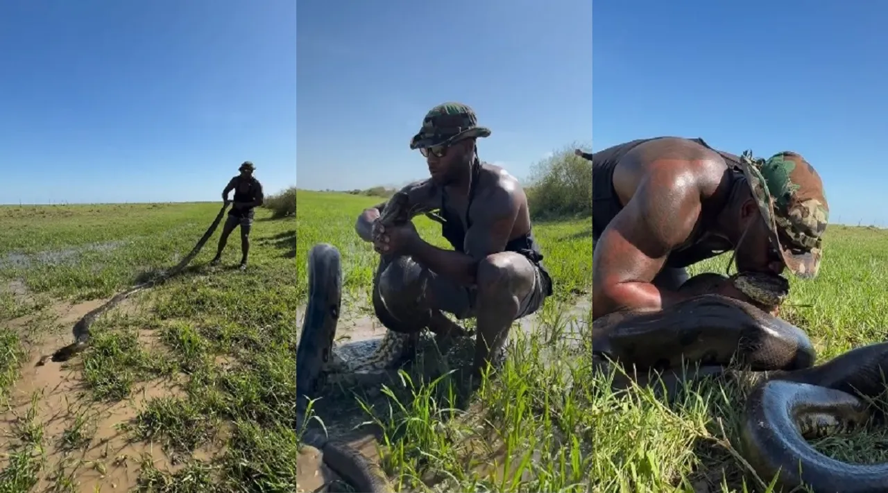 anaconda