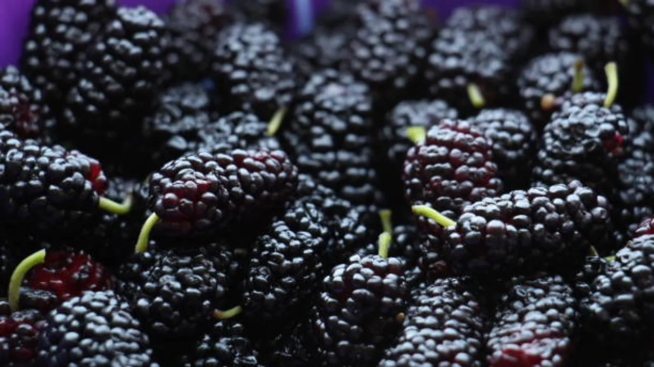 mulberry