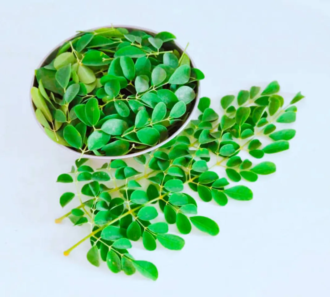 moringa