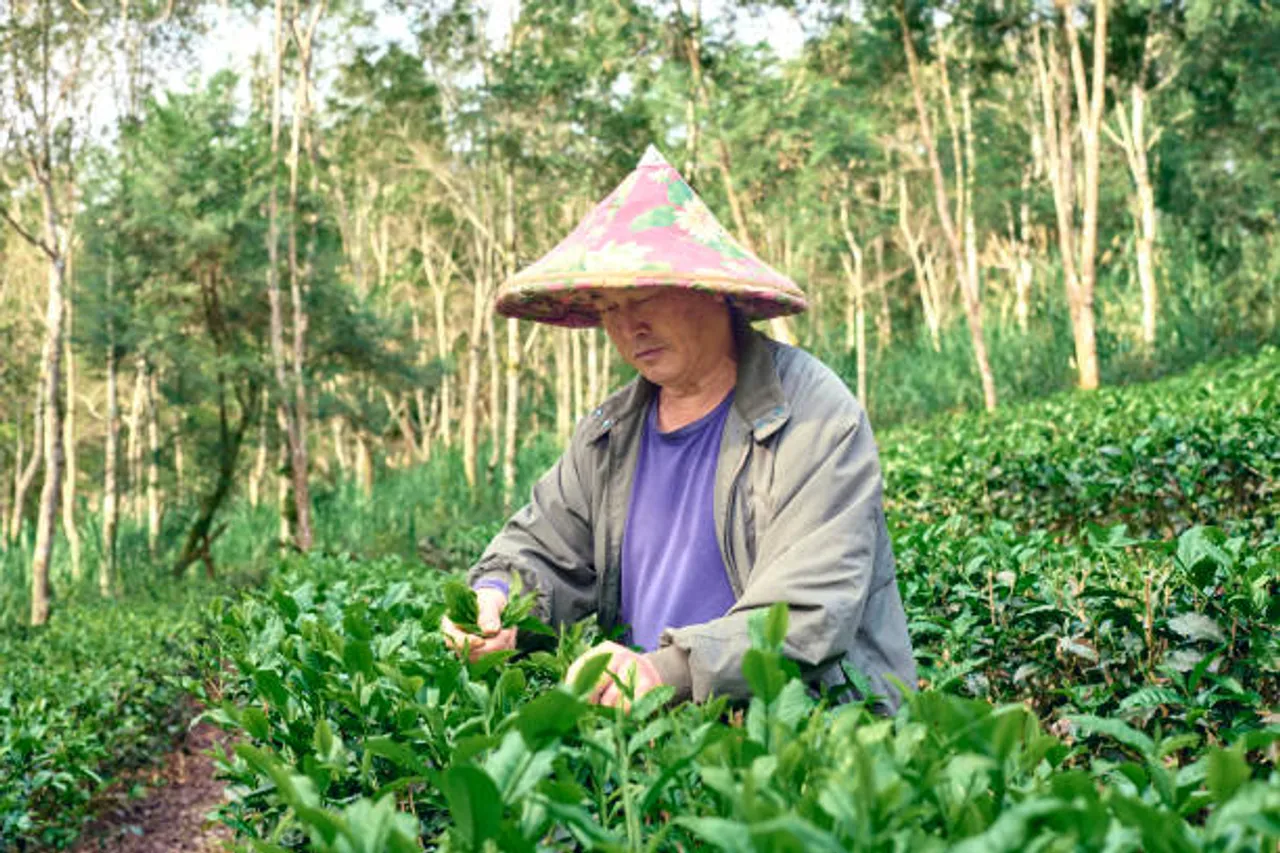 oolong tea