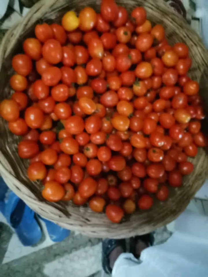 cherry tomato