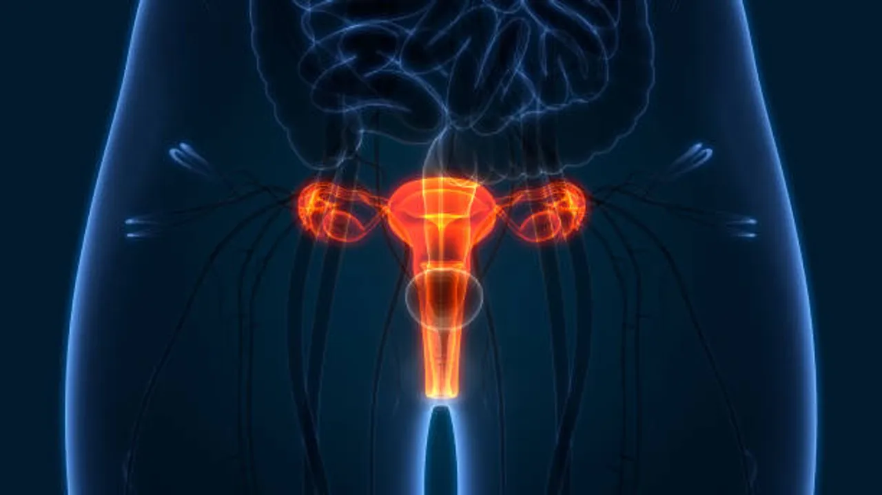 uterus