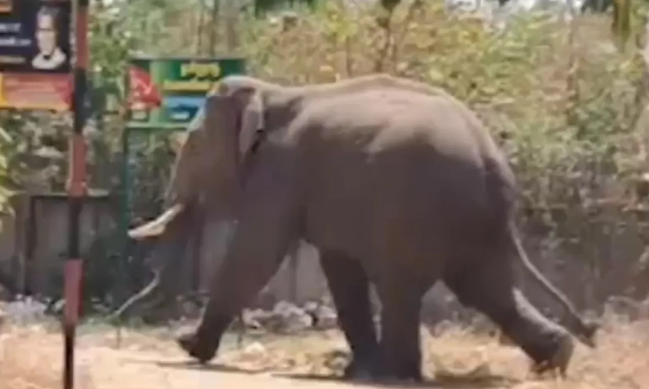 elephant 