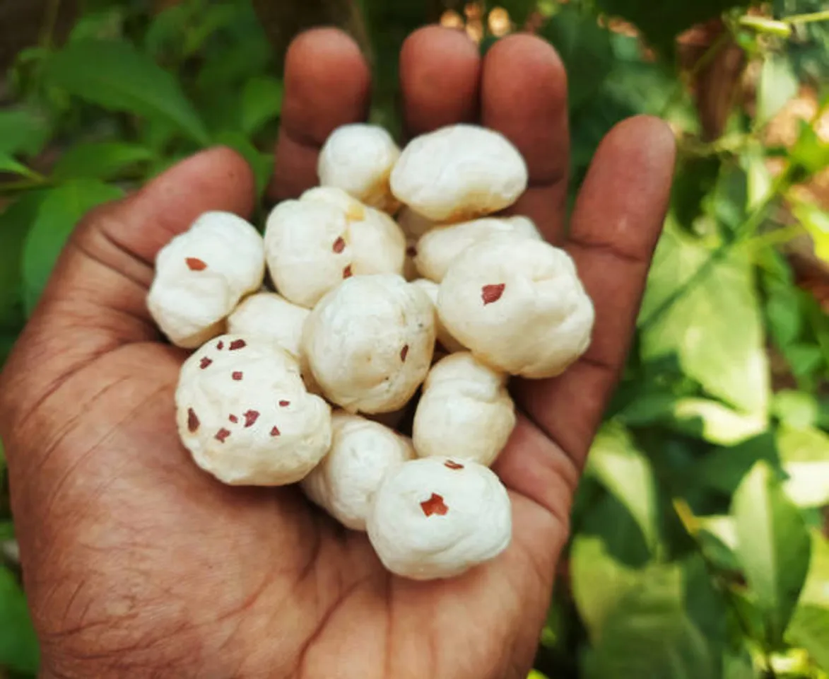 makhana