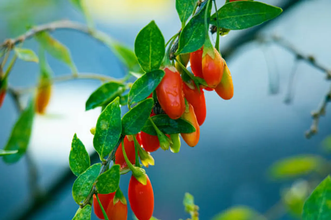 goji berries