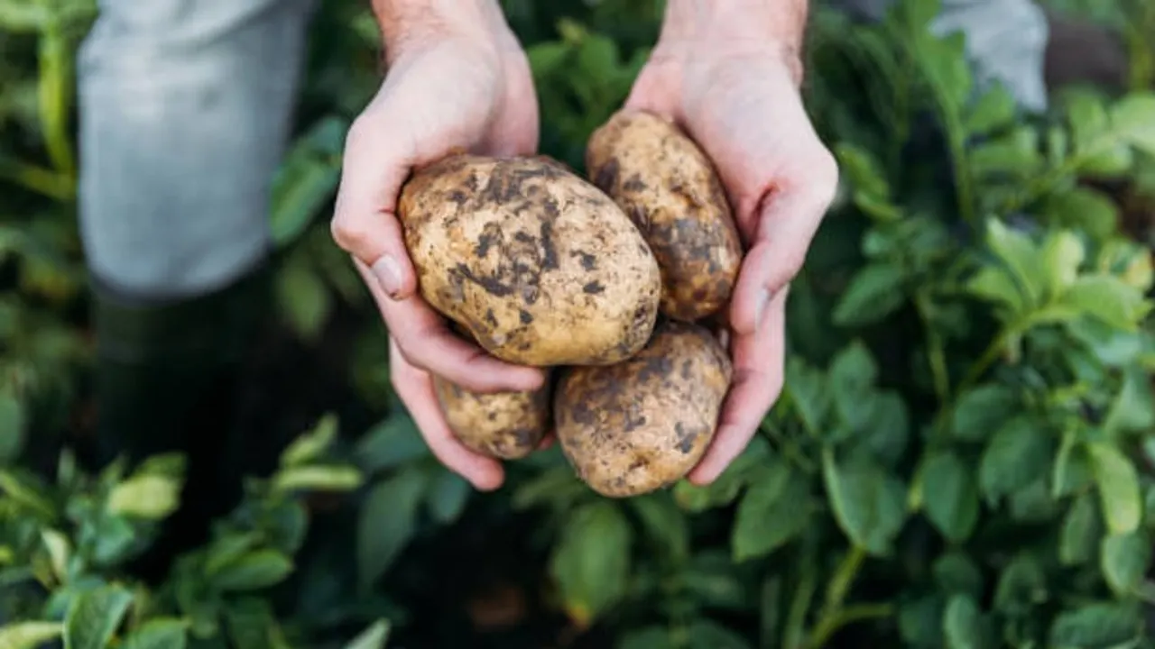 potato