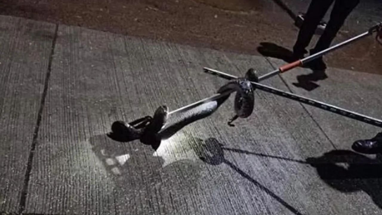 worlds longest python
