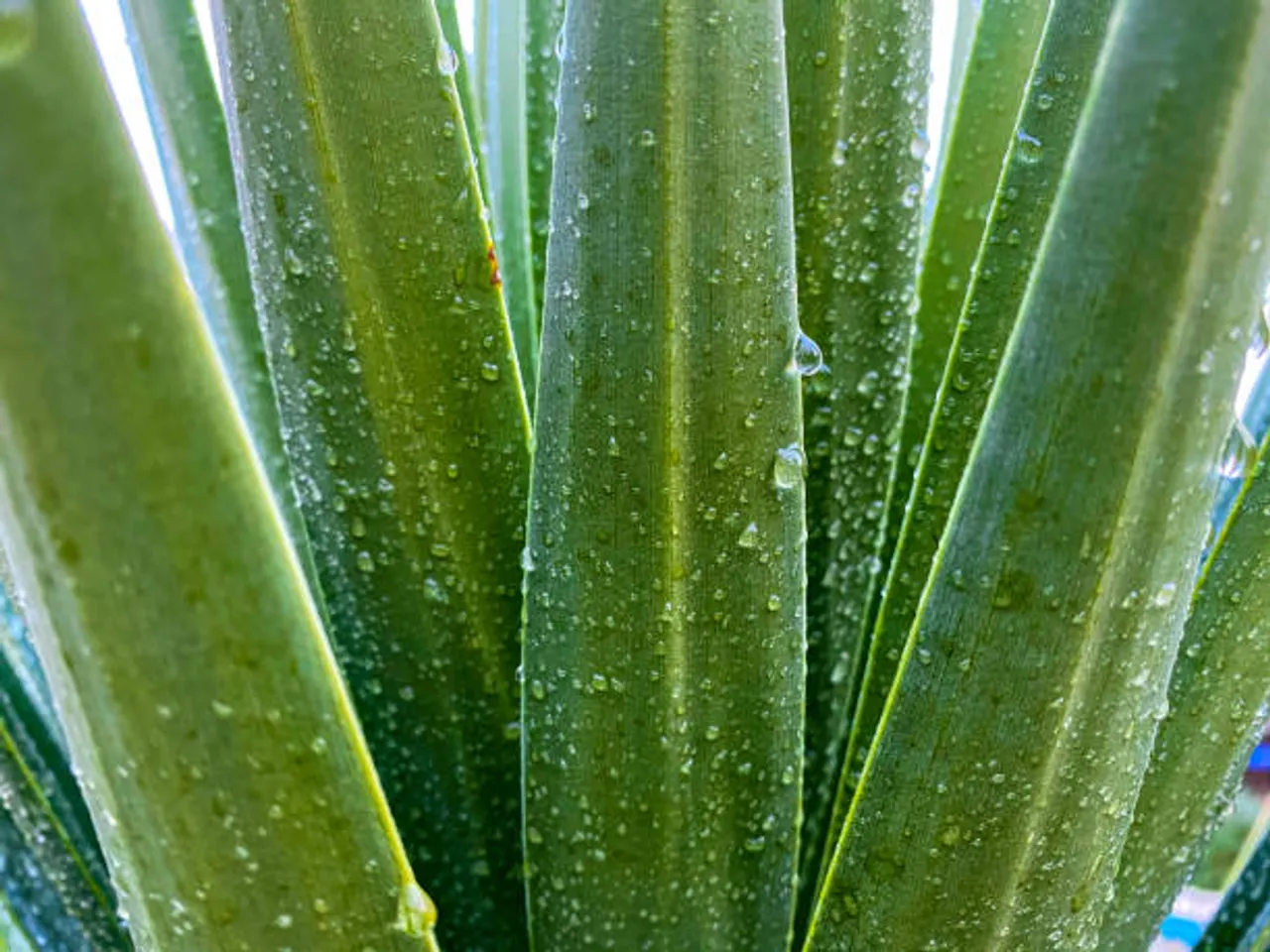 aloevera