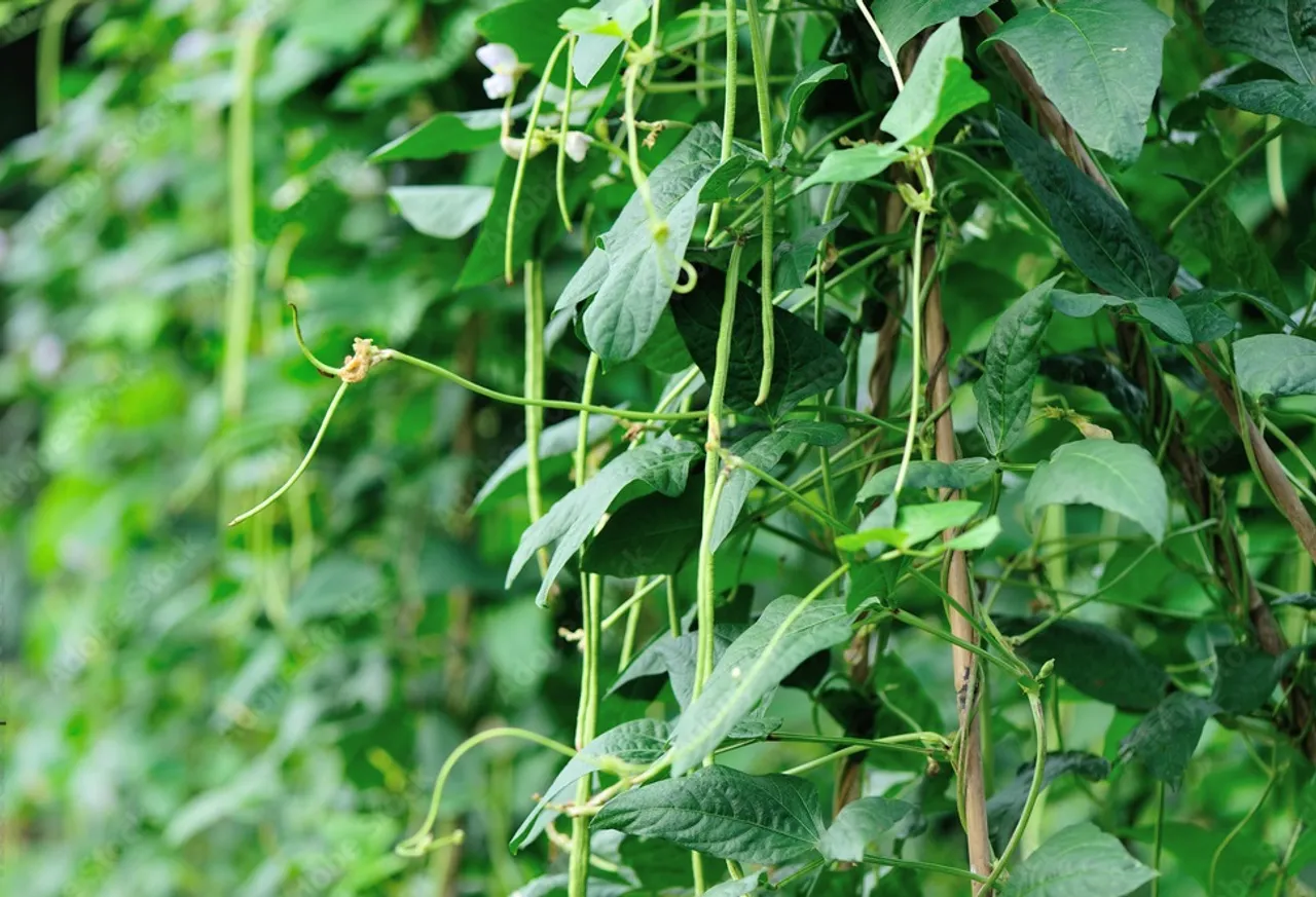 Cowpea plant