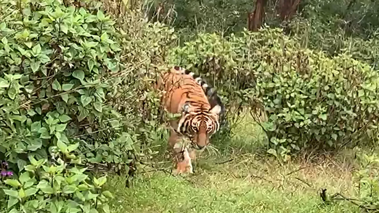 Coimbatore Anaimalai Wild Animals