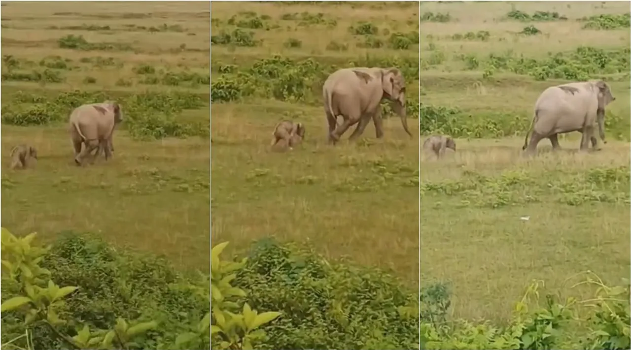 elephant calf 1
