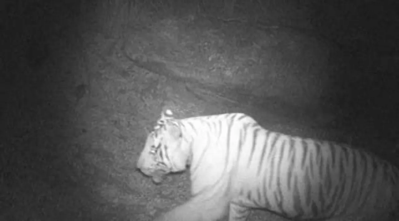 Tiger cauv.jpg