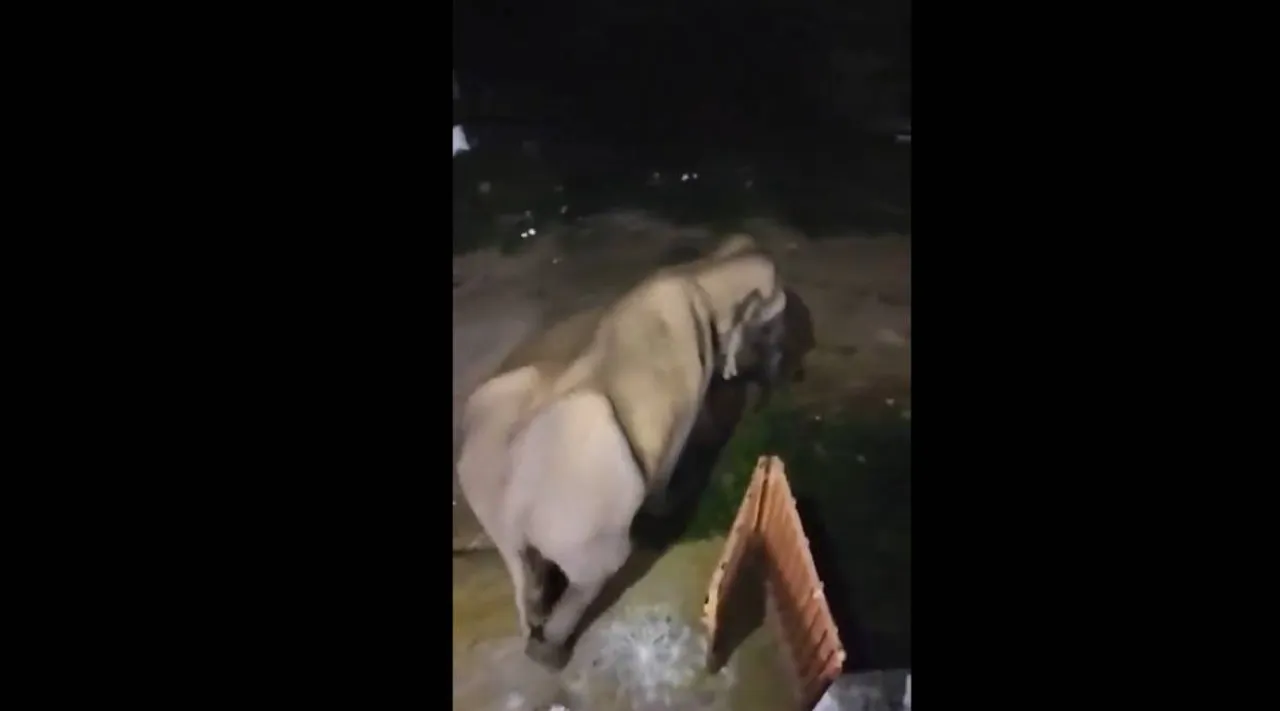 Elepha.jpg