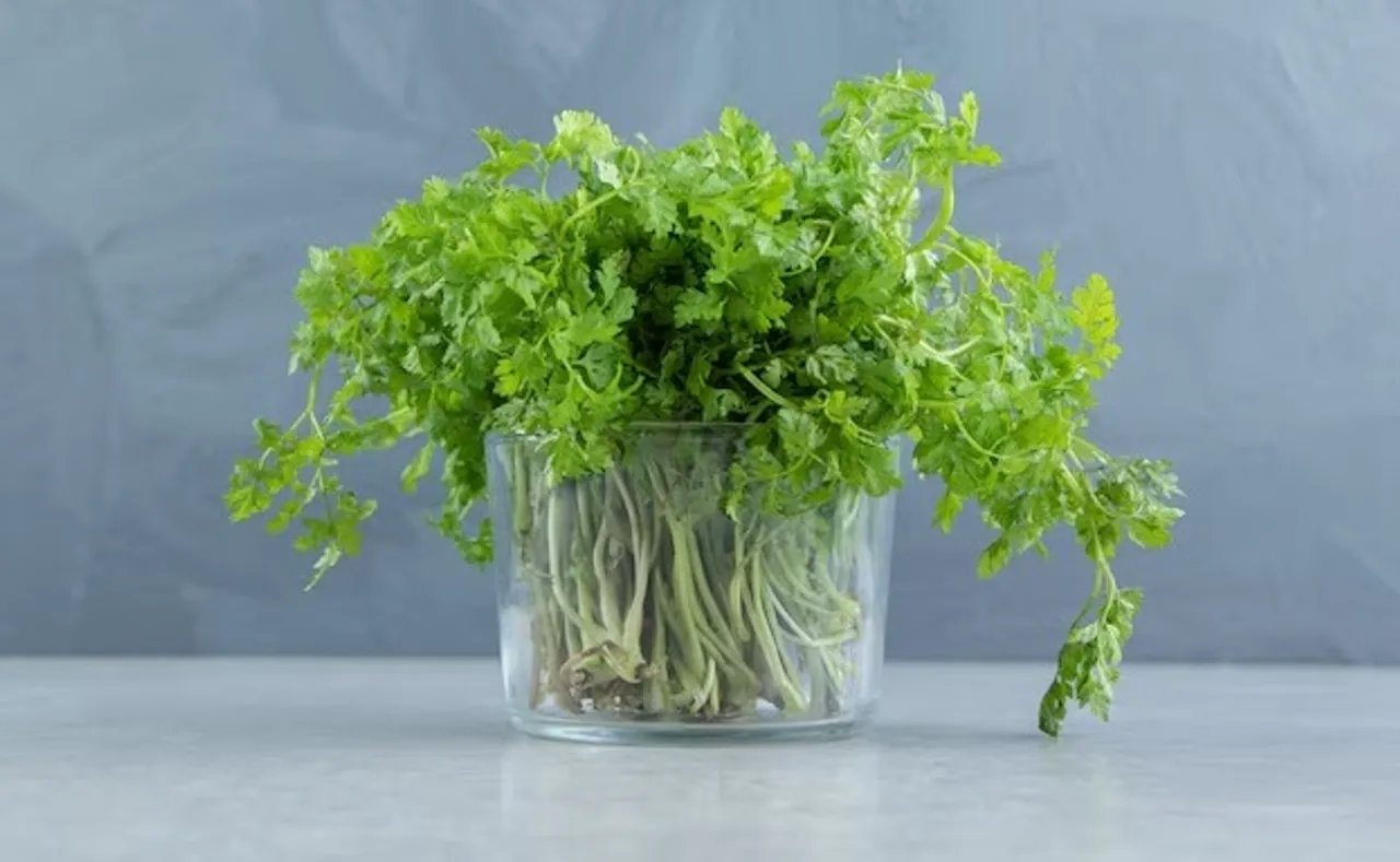 coriander leaves freepik image