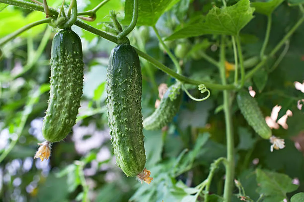 cucumbers