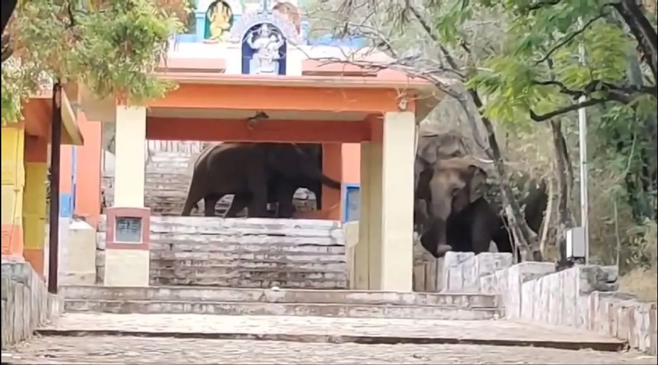 marudhamalai elephant