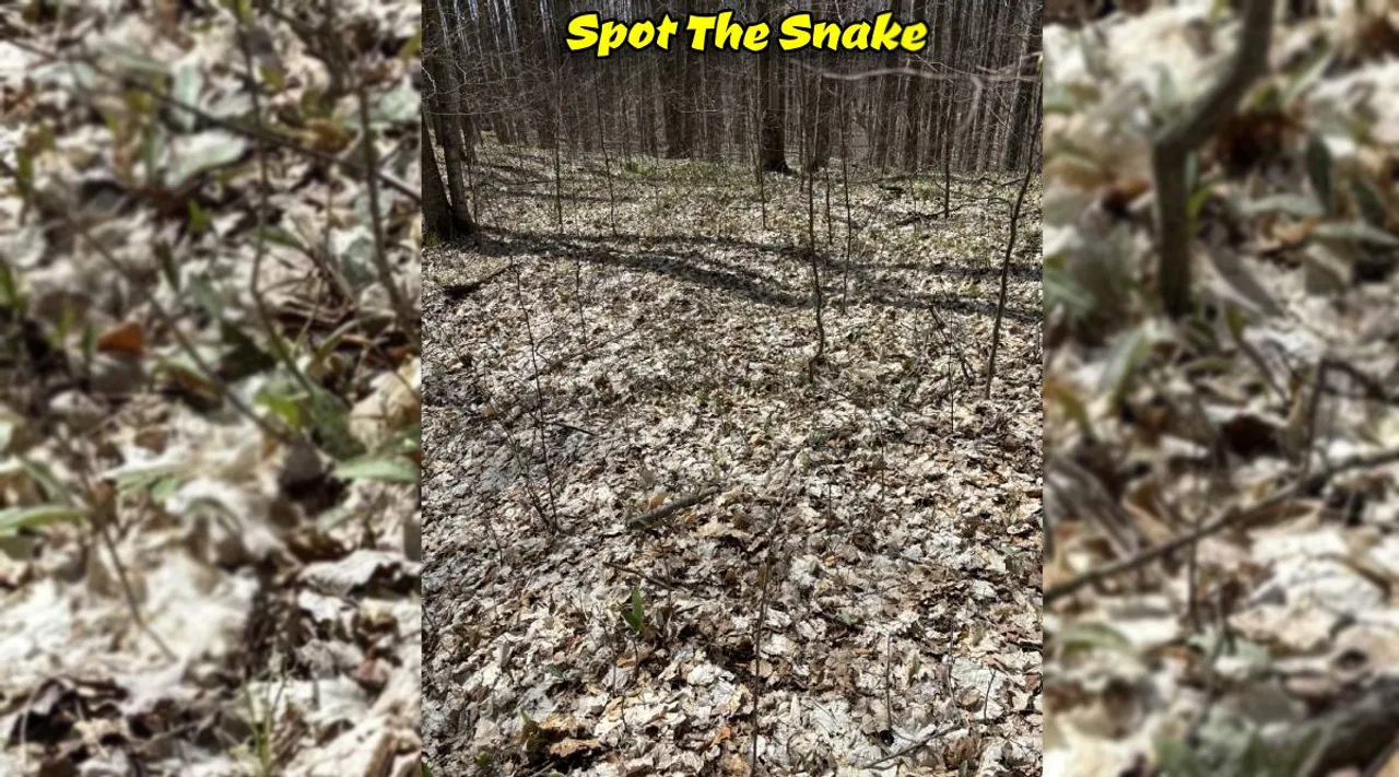A Snake 1