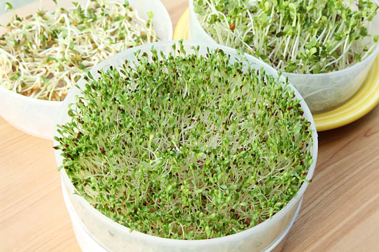 methi sprouts