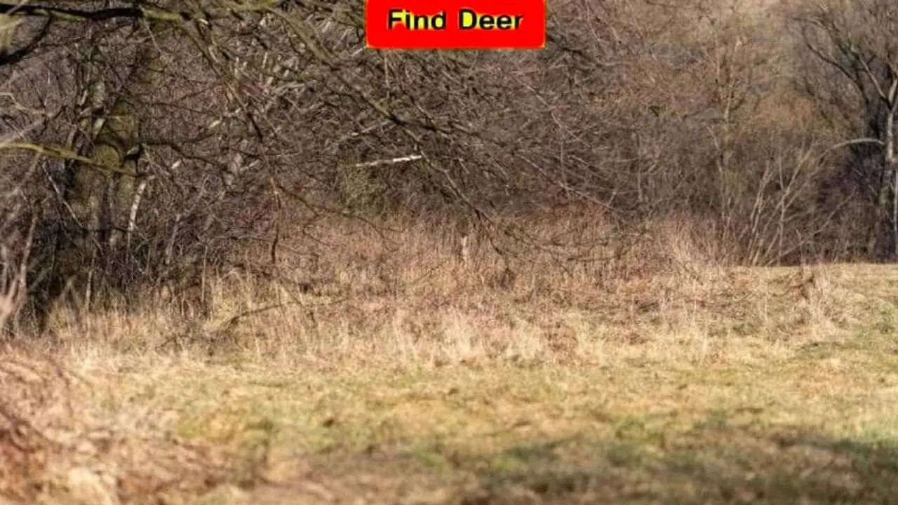 Deer 1