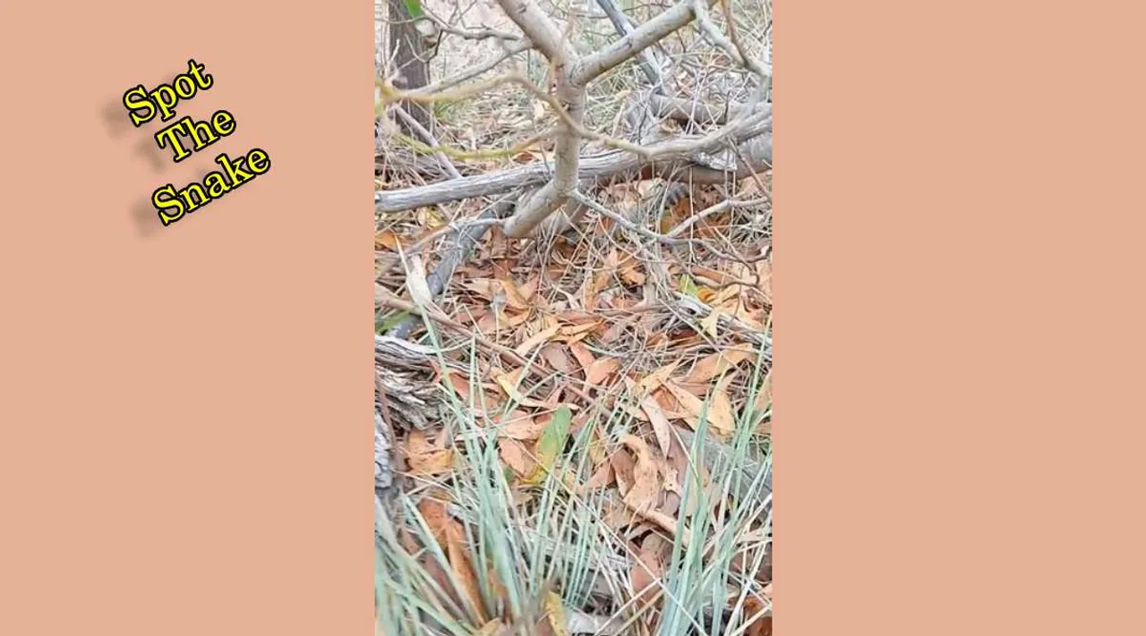 A Snake 