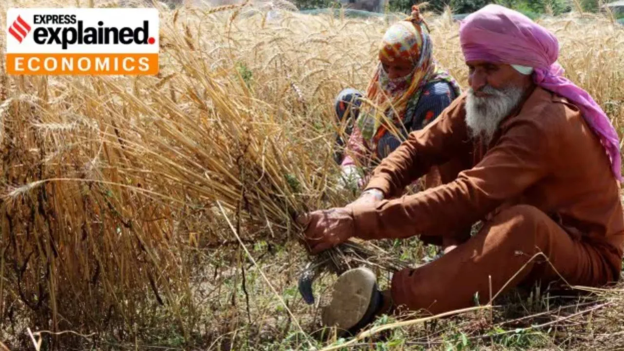 Explained wheat