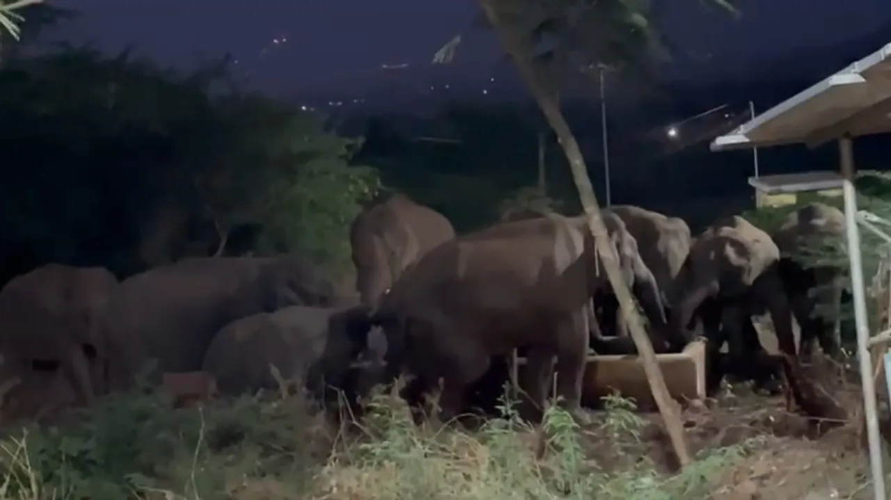 Elephant 