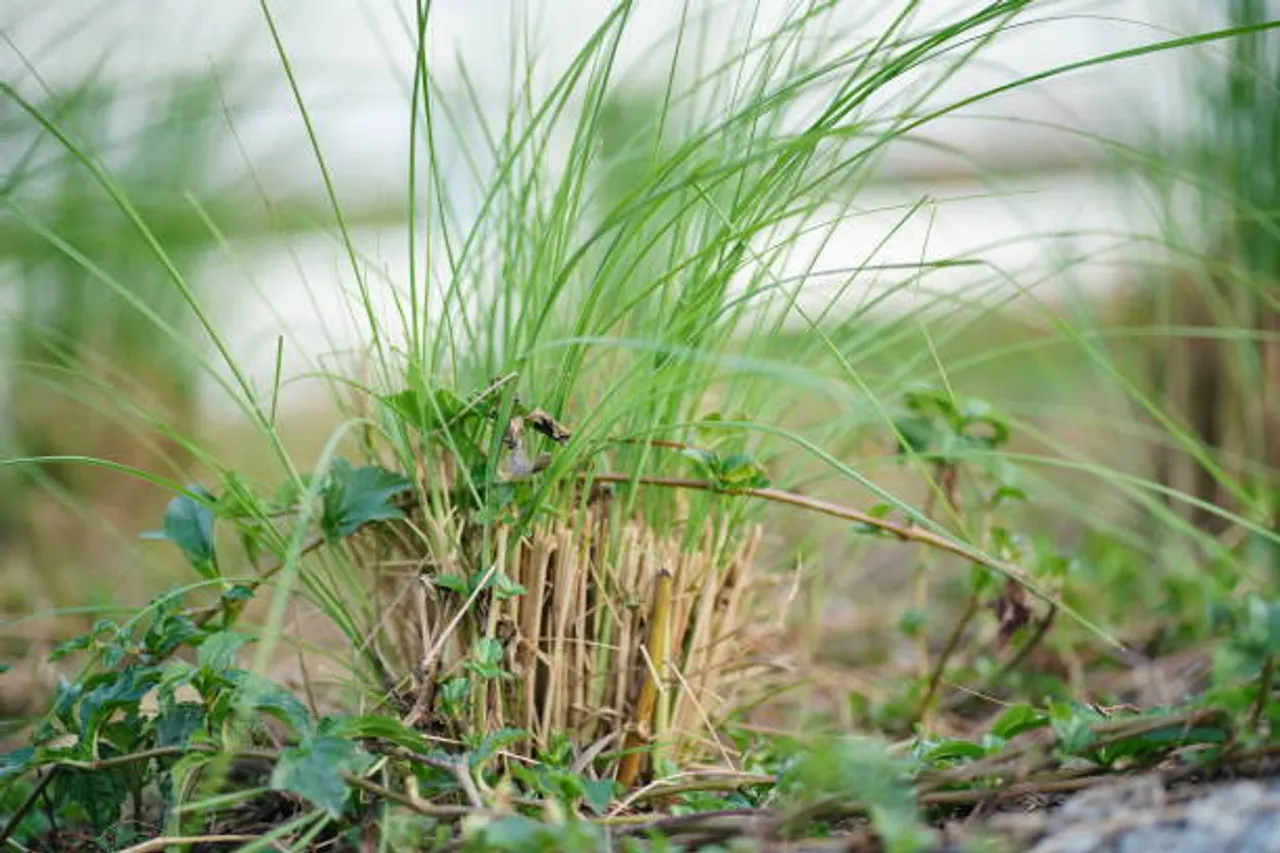 vetiver