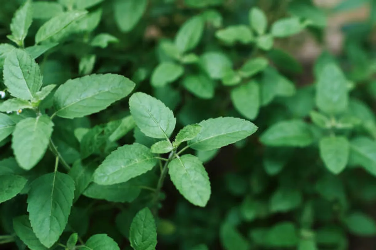 tulsi