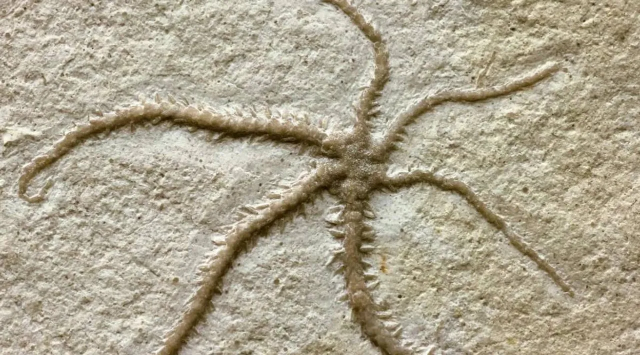 starfish.jpg
