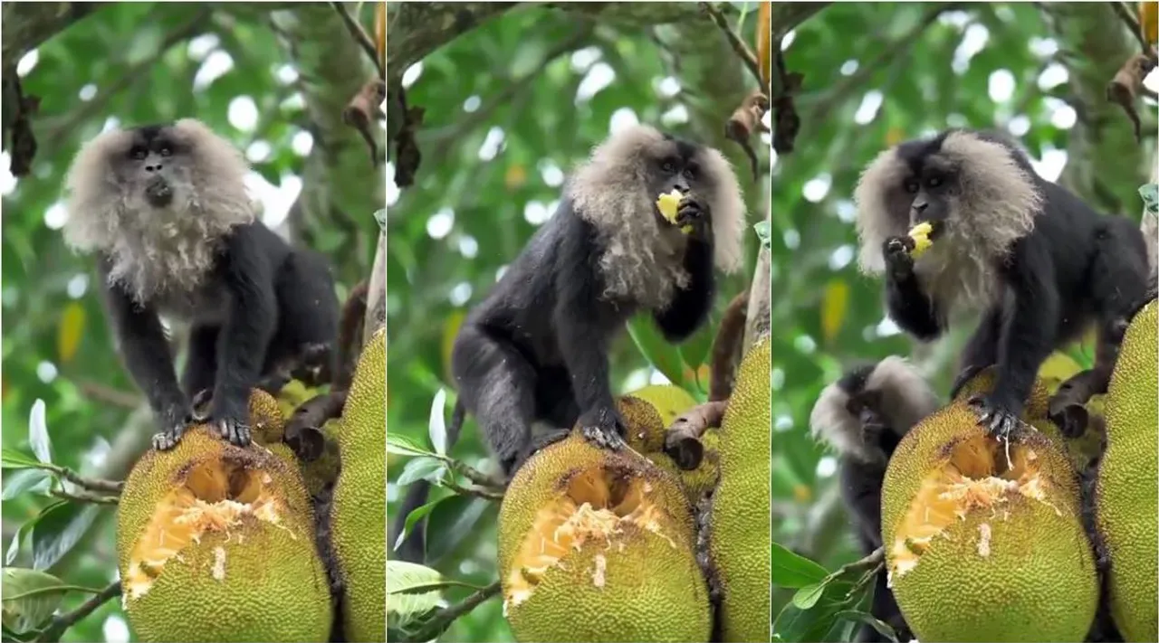 lion tailed monkey
