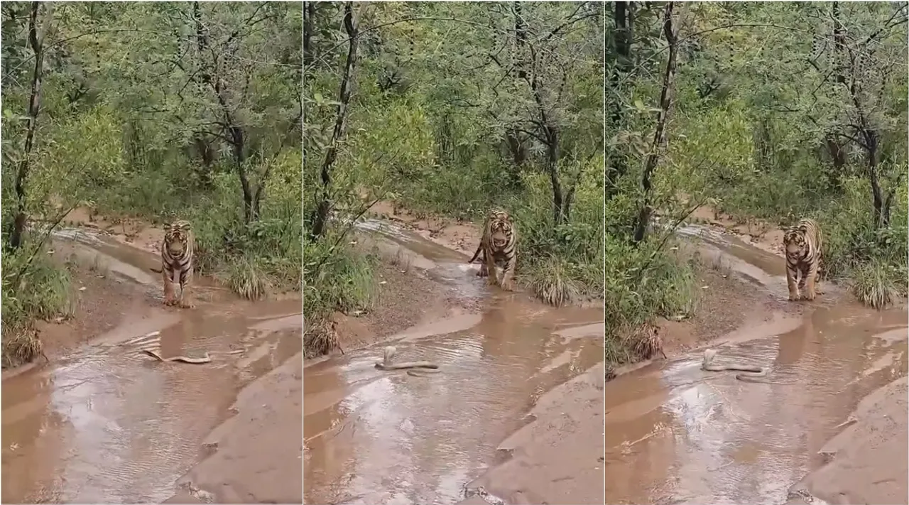 Tiger Cobra clash
