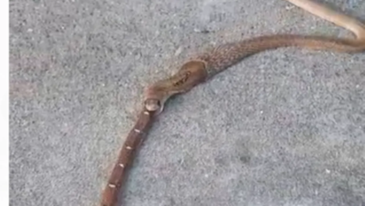 snake caught in Coimbatore