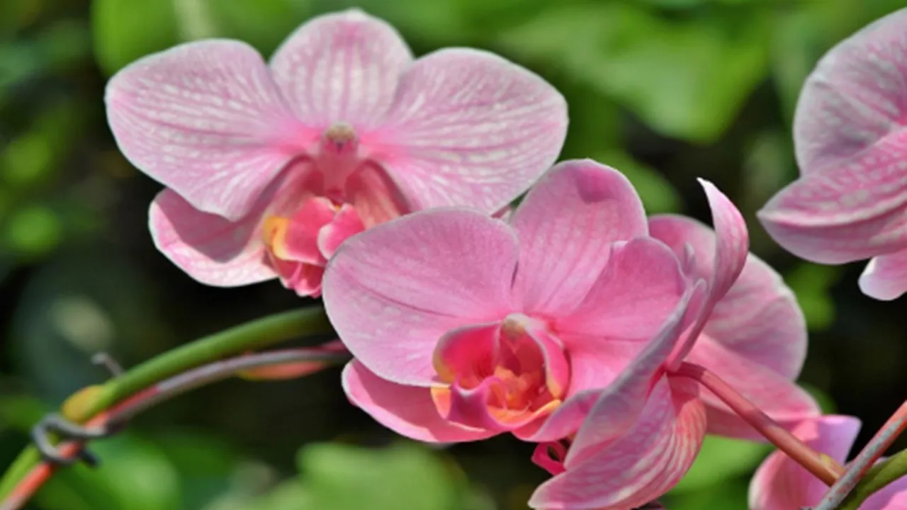 Do you know snakes favorite plants