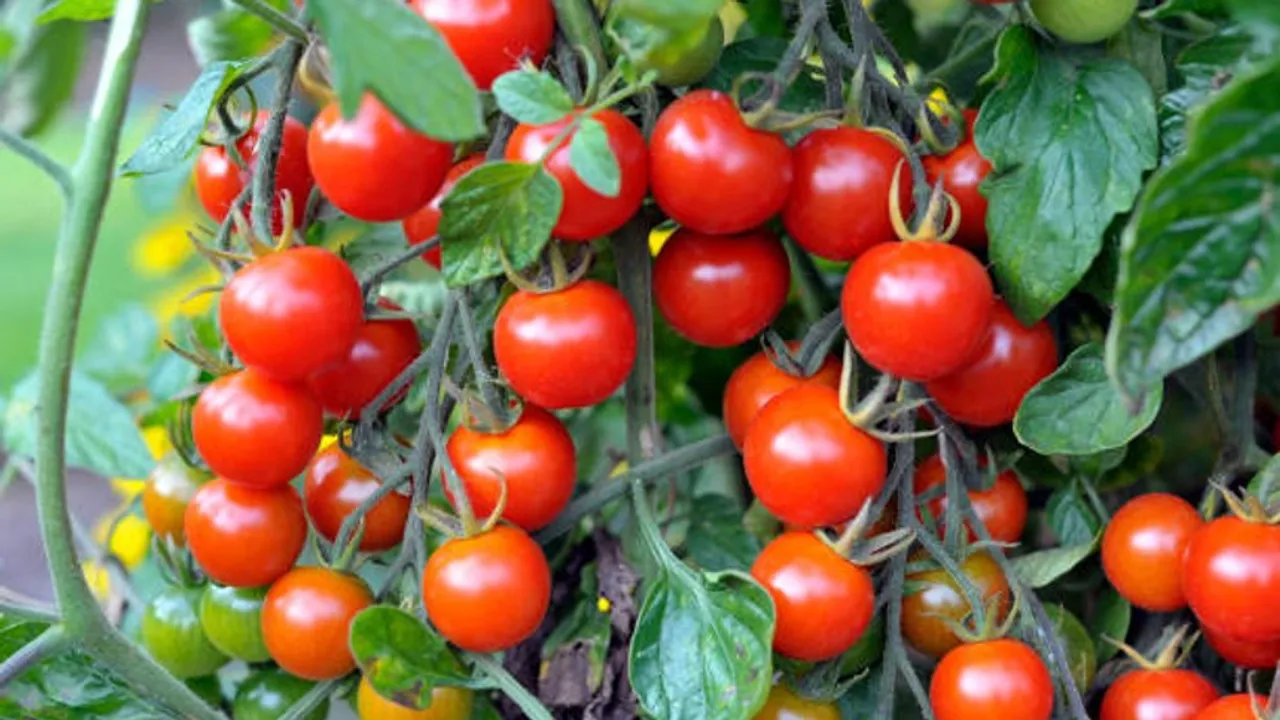 cherry tomato