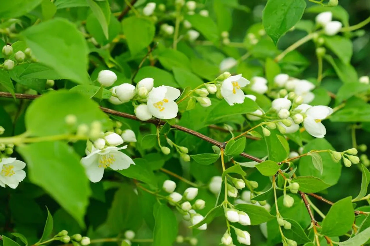jasmine