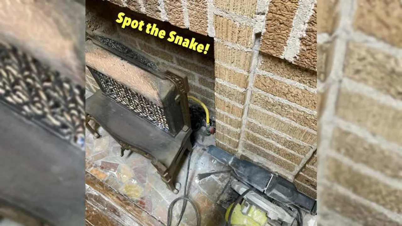 spot the snake