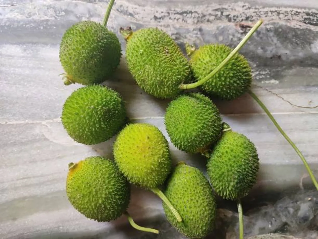 kantola